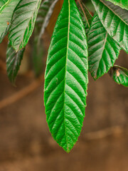 green leaf, large tree leaf