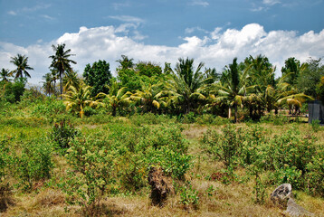 Tropikalny pejzarz