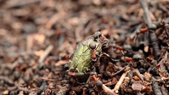Green bug in anthill. Group of ants attacking bug, biting it and trying to carry inside of the anthill
