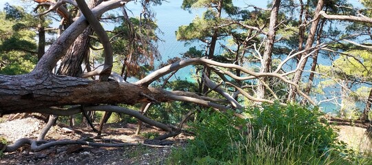 A huge wind-blown pine tree on the sea coast. Walks, nature, trails, trees.