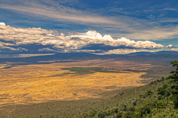 Tanzania, the national park – plant landscape.