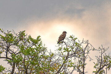 Falcon against the sky.