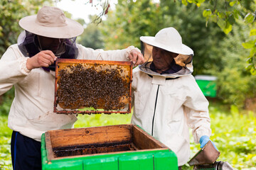 Two hivers in protecting suits opening hive