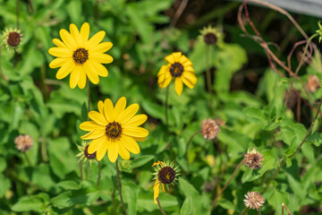 yellow flowers in the garden