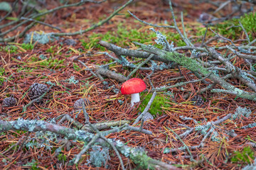 A single little Mushroom (fly agaric) has found its place between branches, lichens and myriads of...