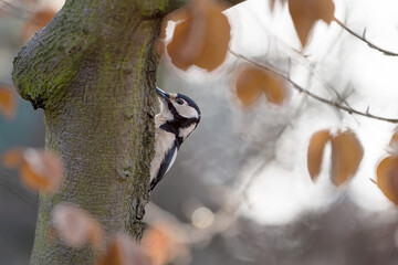 Spotted woodpecker in the park tusks with a tree trunk.