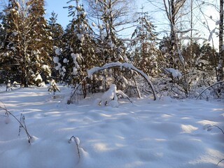 A walk in the forest (park) after a heavy snowfall. Trees covered with snow.