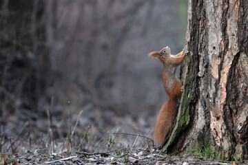A squirrel climbs trees in the park in search of food.