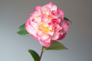 Blossom of camelia japonica, Japanese camellia with pink - white big flowers, on grey background 