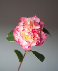 Blossom of camelia japonica, Japanese camellia with pink - white big flowers, on grey background 