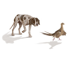 chien,en arrêt,  braque, faisan, allemagne, mâle, femelle, animal de compagnie, brun, isolé, mammifère, chiot, race, blanc, de race, court, portrait, chasse, chassant, joli, braque de weimar à poil co