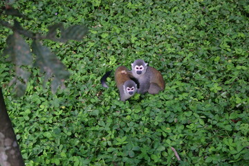 Pareja de monos payaso sobre vegetación en el Amazonas ecuatorial mirando a la cámara