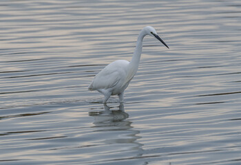 Great egret in the marsh of Camargue, France