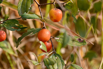 closeup the bunch ripe red orange wild berry holding with branch and leaves over out of focus green brown background.