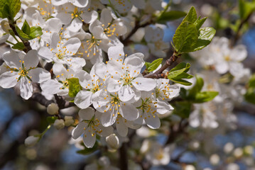 Plum (Prunus domestica) in orchard