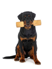 puppy rottweiler in studio
