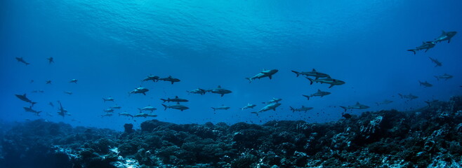 Grey Reef Sharks on Fakarava Atoll French Polynesia