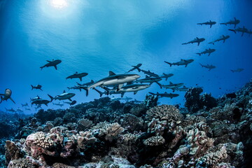 Grey Reef Sharks on Fakarava Atoll French Polynesia