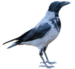 a big and beautiful gray and black crow
