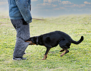 training of french shepherd