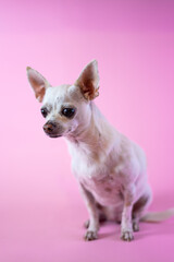 Chihuahua on a pastel background