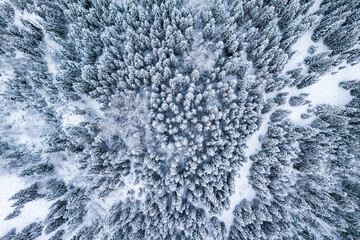 Winter Landscape in Wilderness. Drone View