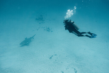 diver looking a bull shark from the distance