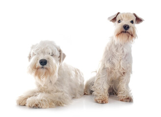miniature schnauzers in studio