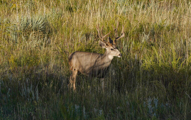 Obraz na płótnie Canvas A buck deer in the velvet in the Gardenof the Gods park near Colorado Springs Colorado