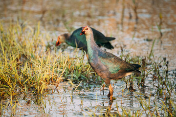 Goa, India. Two Grey-headed Swamphen Birds In Morning Looking For Food In Swamp. Porphyrio Poliocephalus