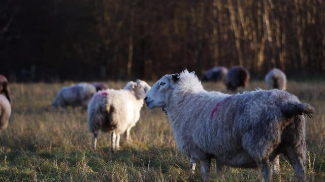 Sheep pooping in rugged countryside landscape