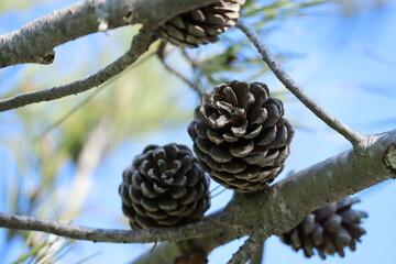 pine cones on the tree