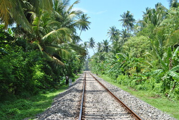 Fototapeta na wymiar Railway in the jungle, train in the jungle, train rides through the jungle, jungle, Sri Lanka.