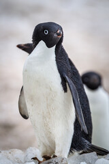 Portrait full body shot of adelie penguin facing right