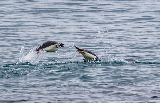 Adelie Penguins Jumping Out Of The Water