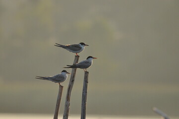 The Common Tern, an agile bird that hunts fish, with specimens sitting on poles sticking out of the lake. © TRINGA