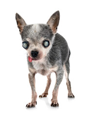 blind old chihuahua