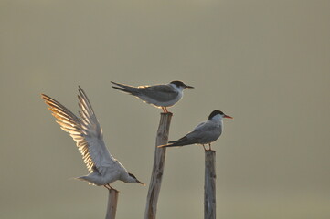 The Common Tern, an agile bird that hunts fish, with specimens sitting on poles sticking out of the...