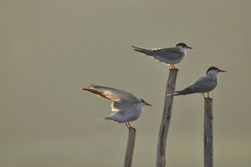 The Common Tern, an agile bird that hunts fish, with specimens sitting on poles sticking out of the...