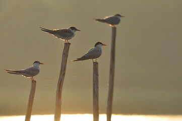 The Common Tern, an agile bird that hunts fish, with specimens sitting on poles sticking out of the lake. © TRINGA