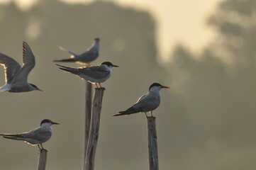 The Common Tern, an agile bird that hunts fish, with specimens sitting on poles sticking out of the...