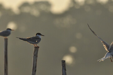 The Common Tern, an agile bird that hunts fish, with specimens sitting on poles sticking out of the lake. © TRINGA