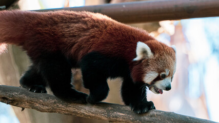 Panda rojo caminando
