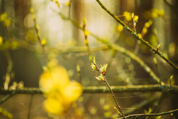 Young Spring Green Leaf Leaves Growing In Branch Of Forest Bush Plant Tree During Sunrise Or Sunset. Young Leaf In Sunlight On Boke Bokeh