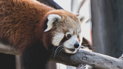 Panda rojo retrato