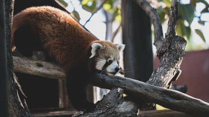 Panda rojo descansando