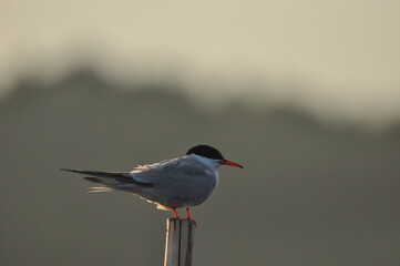 The Common Tern, an agile bird that hunts fish, with specimens sitting on poles sticking out of the lake. © TRINGA
