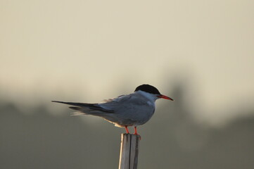 The Common Tern, an agile bird that hunts fish, with specimens sitting on poles sticking out of the lake. © TRINGA