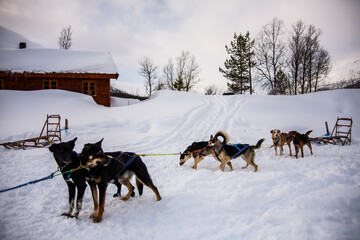 Dog sledding in Lofoten Islands, Northern Norway.
