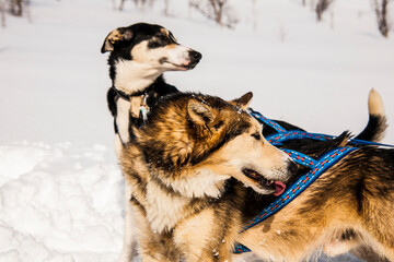 Dog sledding in Lofoten Islands, Northern Norway.